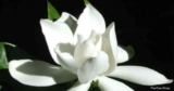 Gardenia Radicans Care: De Radicans kweken Gardenia