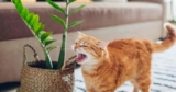 Zijn ZZ-planten giftig voor katten?