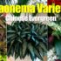 Een bannerjaar voor hortensia’s